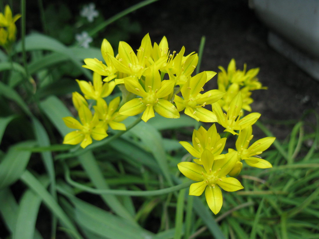 Image of Allium moly specimen.