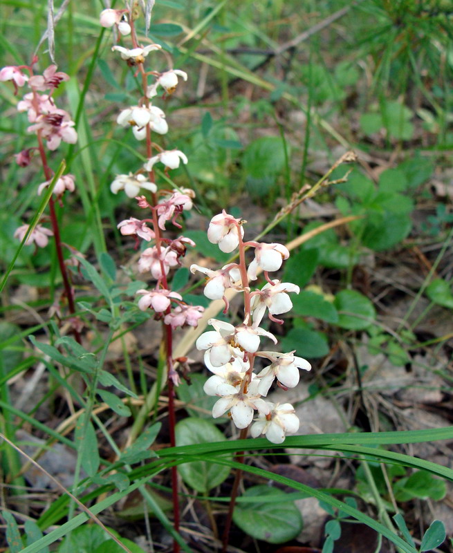 Image of Pyrola rotundifolia specimen.