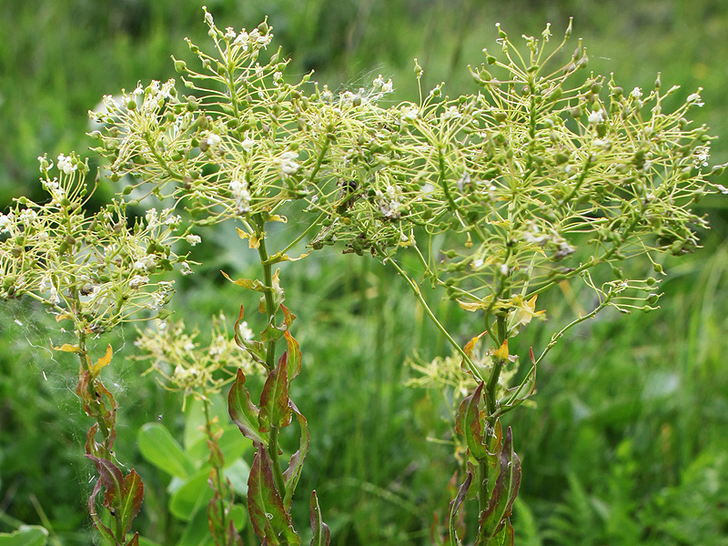 Image of Cardaria draba specimen.