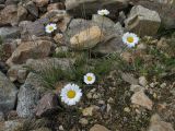 Anthemis iberica