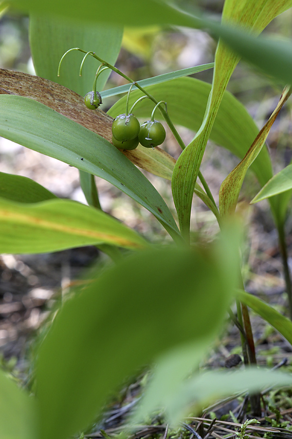 Image of Convallaria majalis specimen.