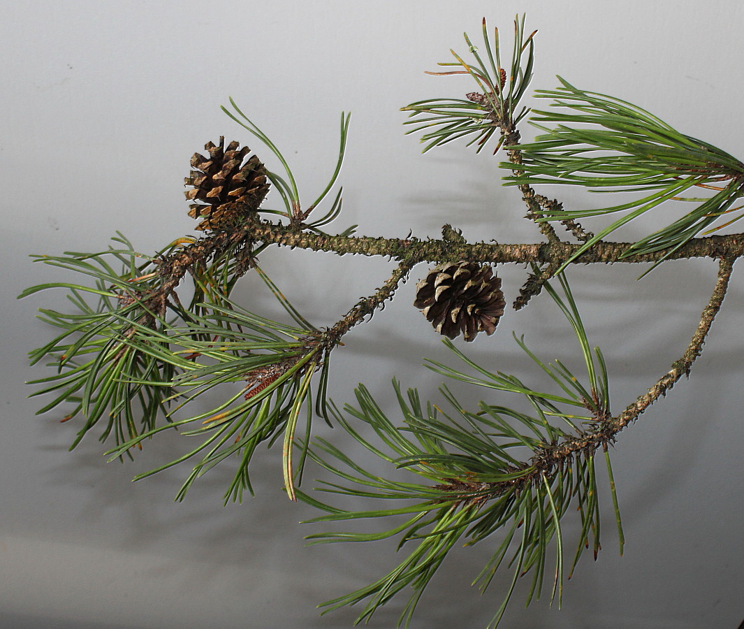 Image of Pinus contorta specimen.