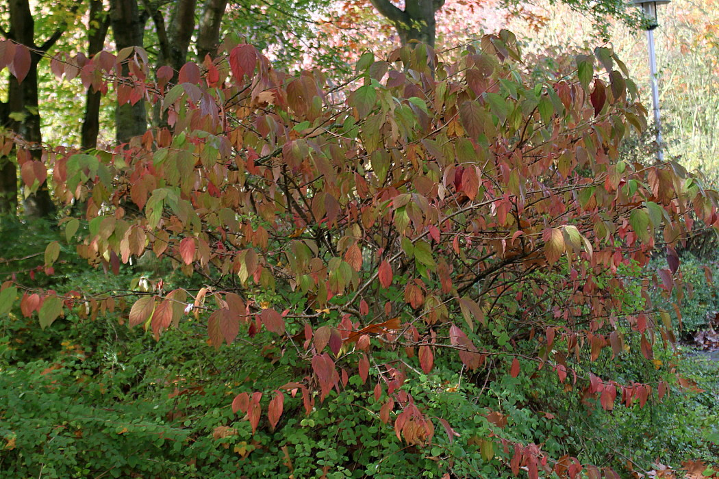 Image of Viburnum plicatum specimen.