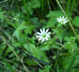 Myosoton aquaticum. Верхушка цветущего растения. Курская обл., Железногорский р-н, дер. Ратманово, лес на берегу р. Свапа. 16 августа 2006 г.