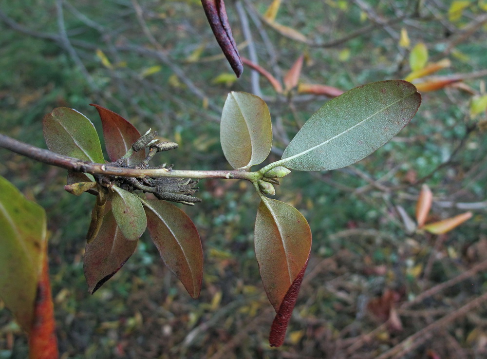 Изображение особи Rhododendron mucronulatum.