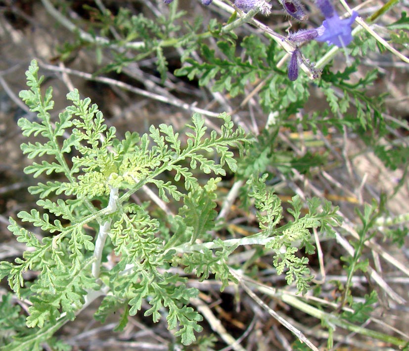 Image of Perovskia abrotanoides specimen.