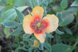 View full-size image Glaucium corniculatum