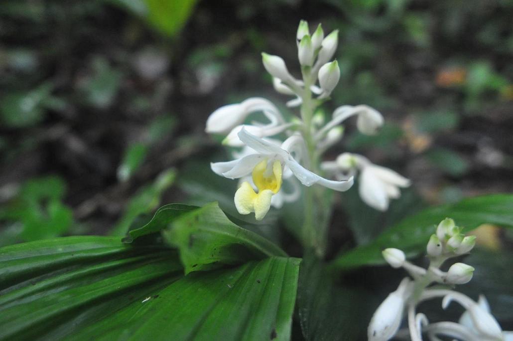 Image of genus Calanthe specimen.