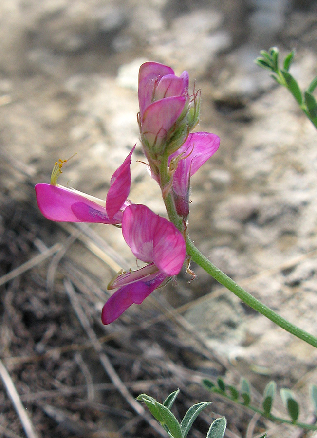 Image of Hedysarum tauricum specimen.