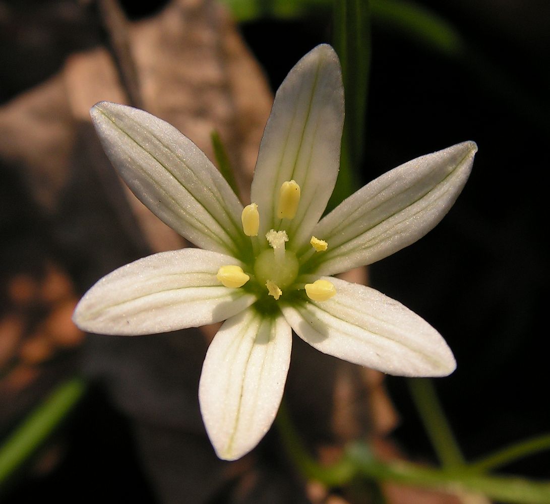 Image of Lloydia triflora specimen.