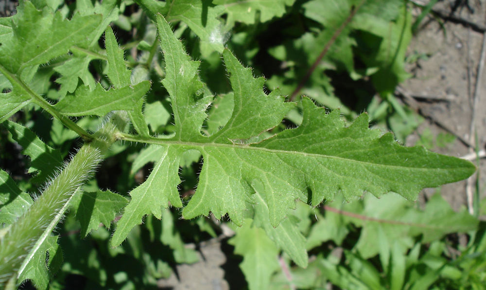 Image of Sisymbrium loeselii specimen.