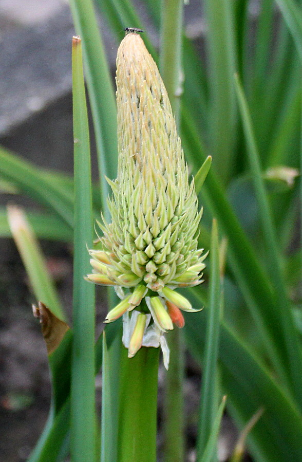 Изображение особи Kniphofia uvaria.