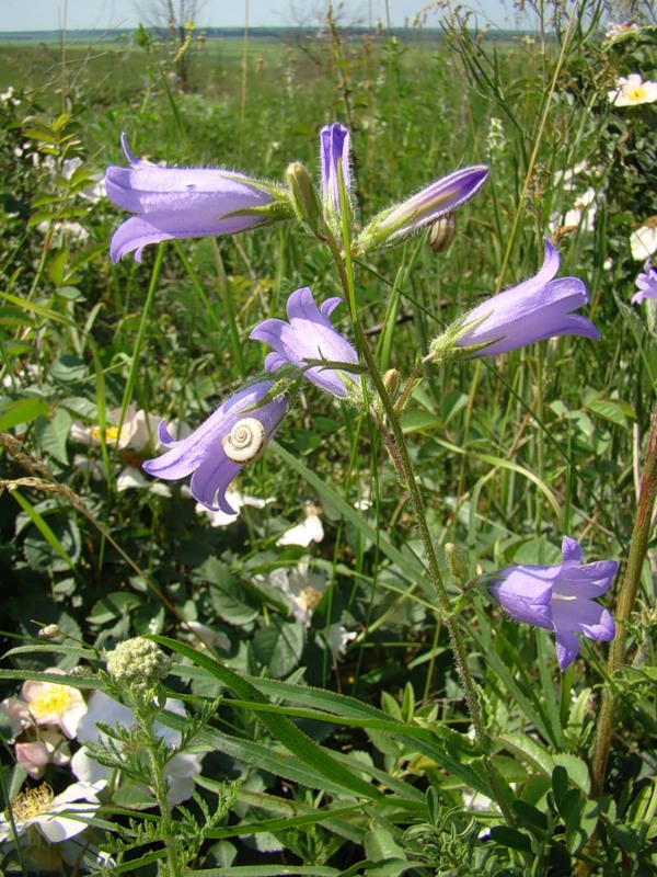 Image of Campanula sibirica specimen.