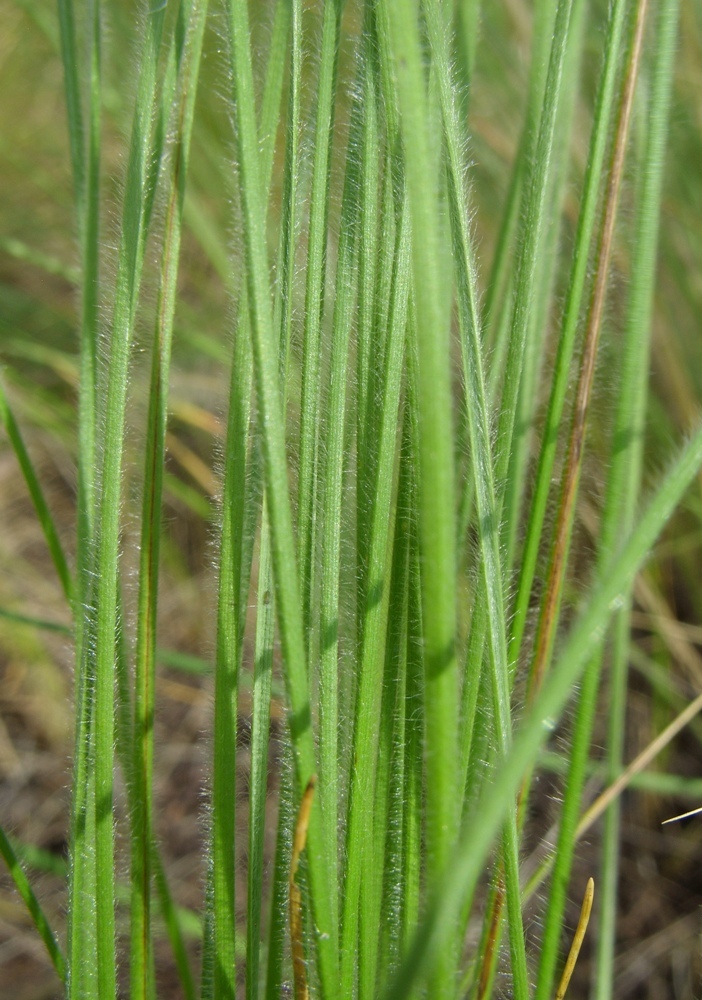 Изображение особи Stipa dasyphylla.