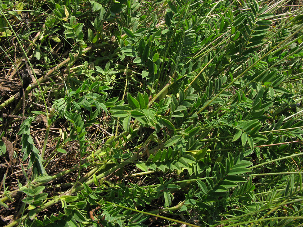 Image of Onobrychis arenaria specimen.