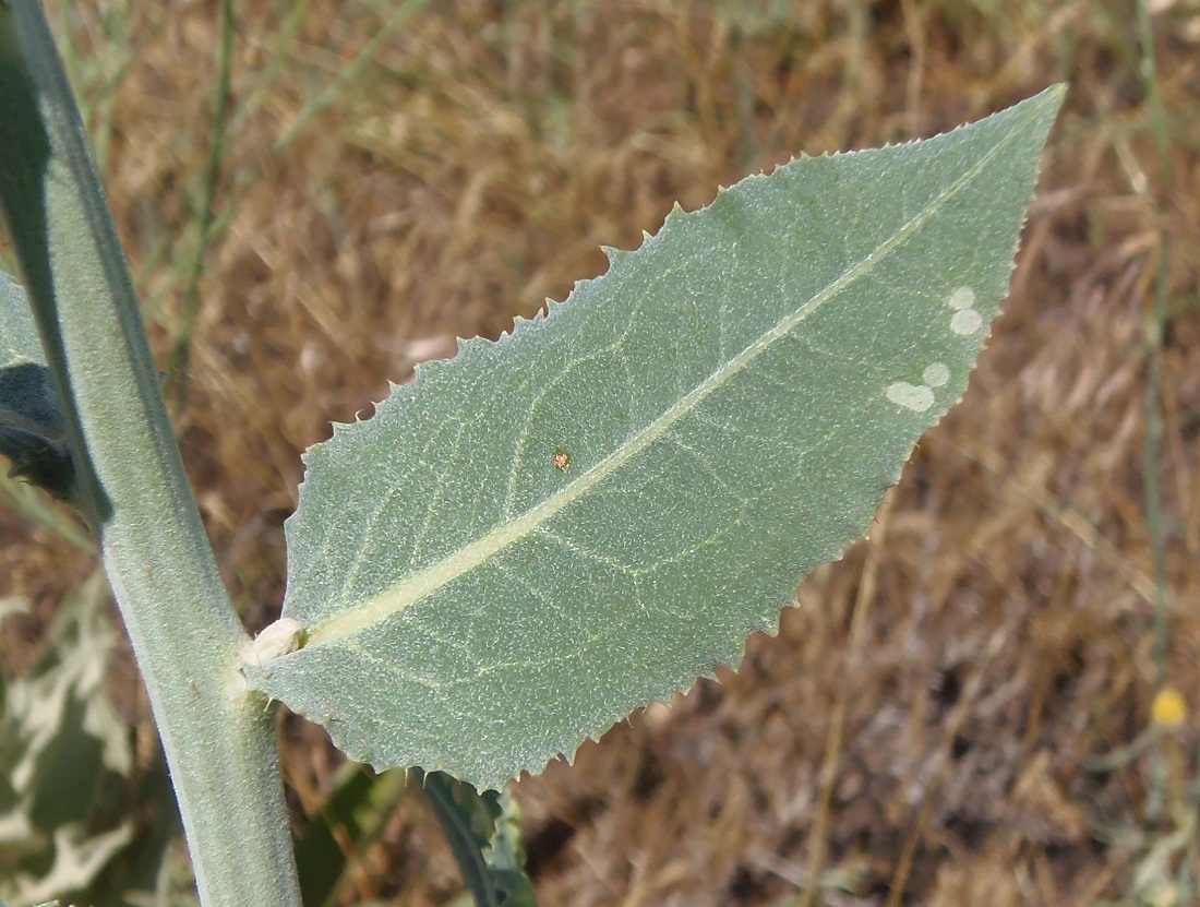 Изображение особи Chondrilla latifolia.