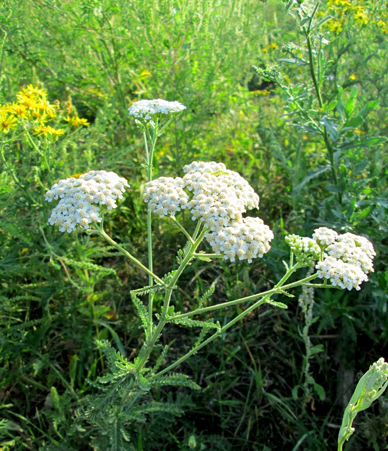 Image of Achillea millefolium specimen.