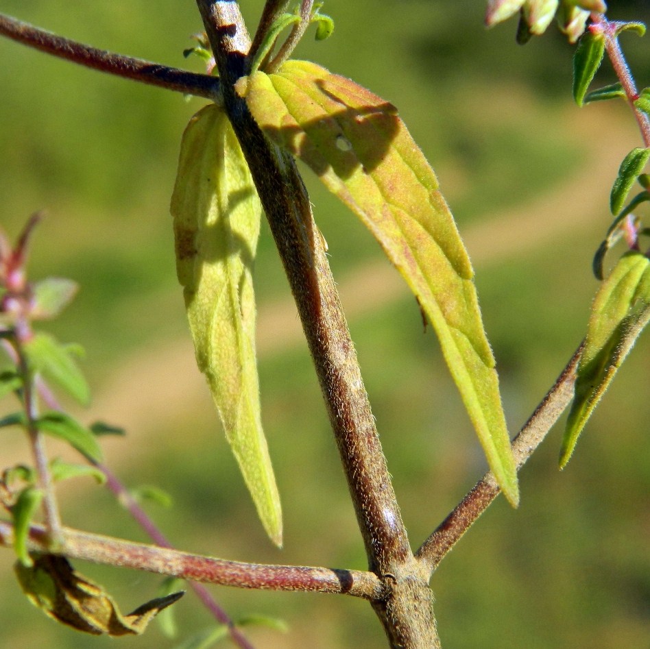 Изображение особи Odontites vulgaris.