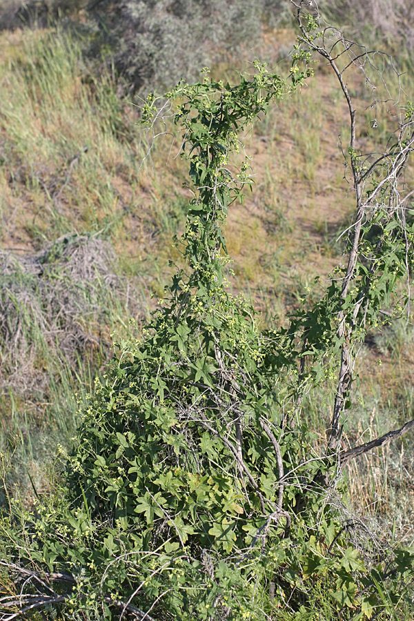 Image of Bryonia melanocarpa specimen.