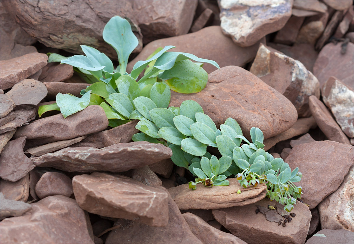 Image of Mertensia maritima specimen.