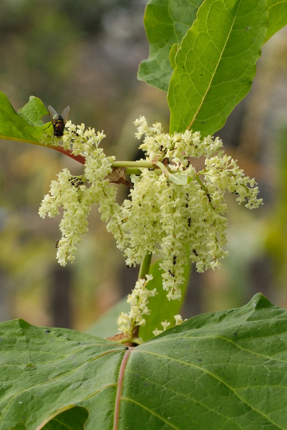 Изображение особи Reynoutria sachalinensis.