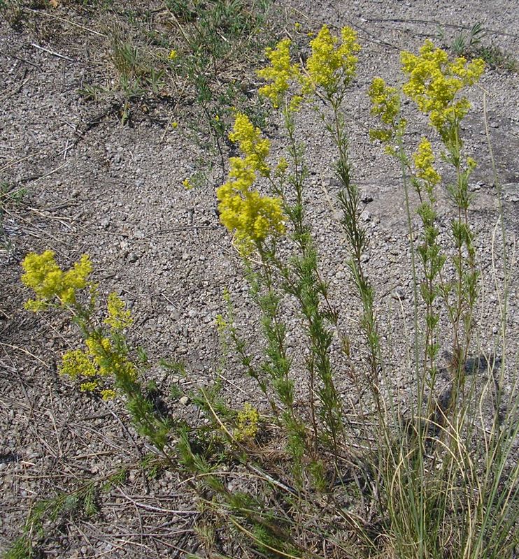 Изображение особи Galium verum.