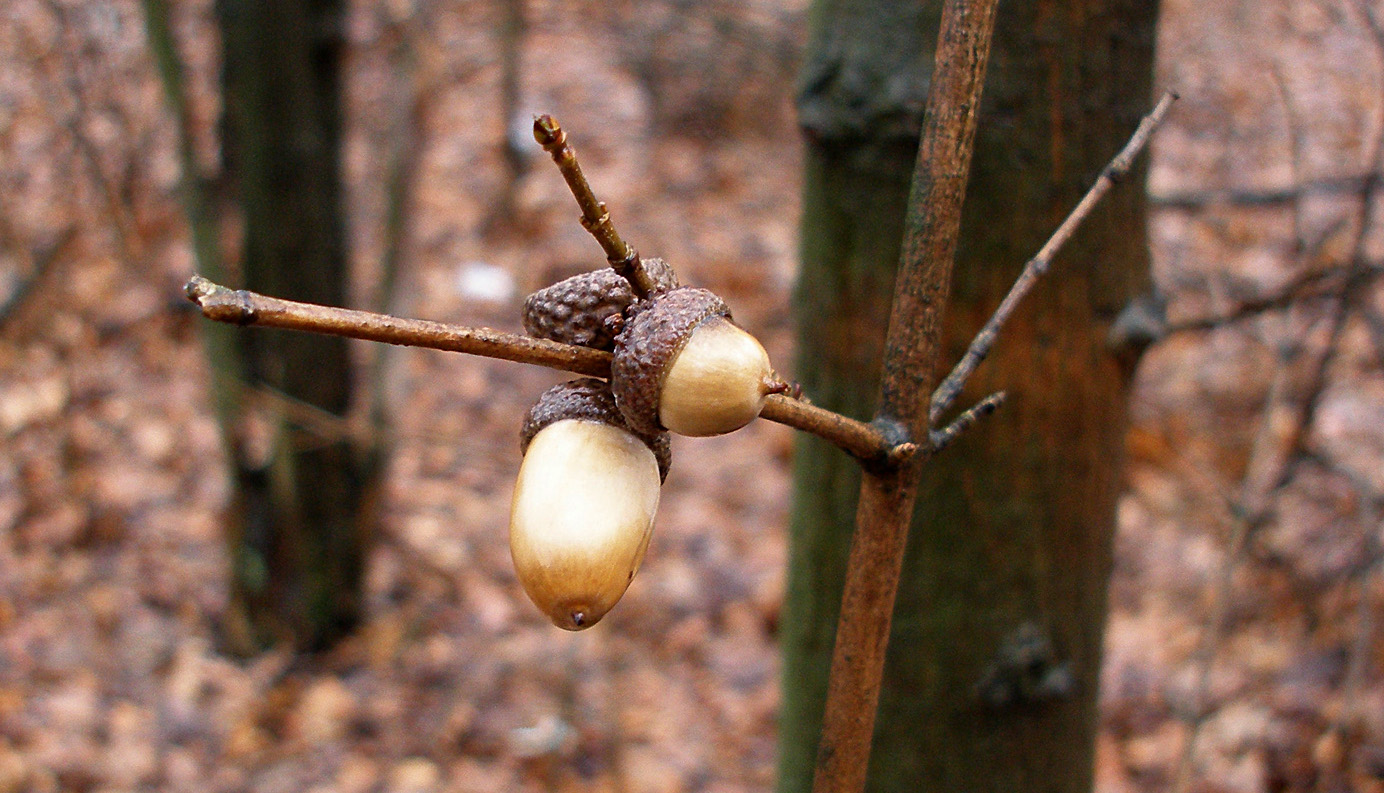 Image of Quercus robur specimen.