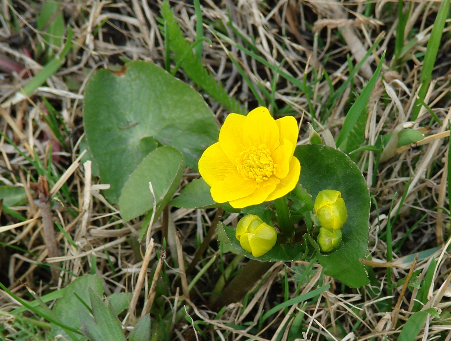 Image of Caltha palustris specimen.