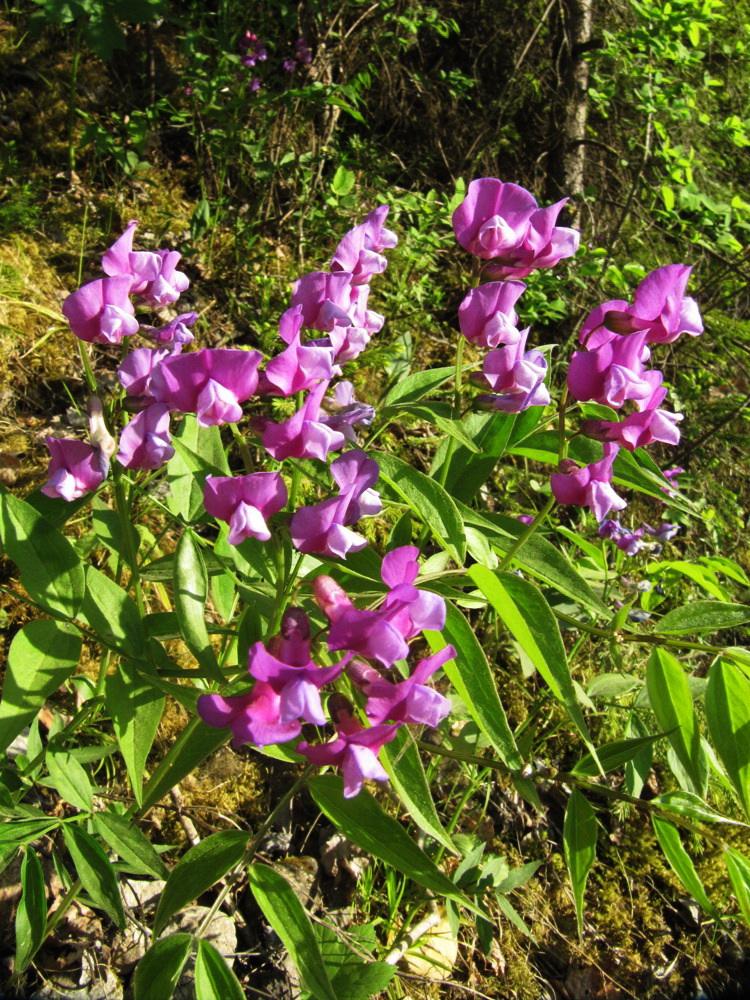 Изображение особи Lathyrus vernus.