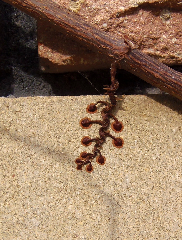 Image of Parthenocissus tricuspidata specimen.