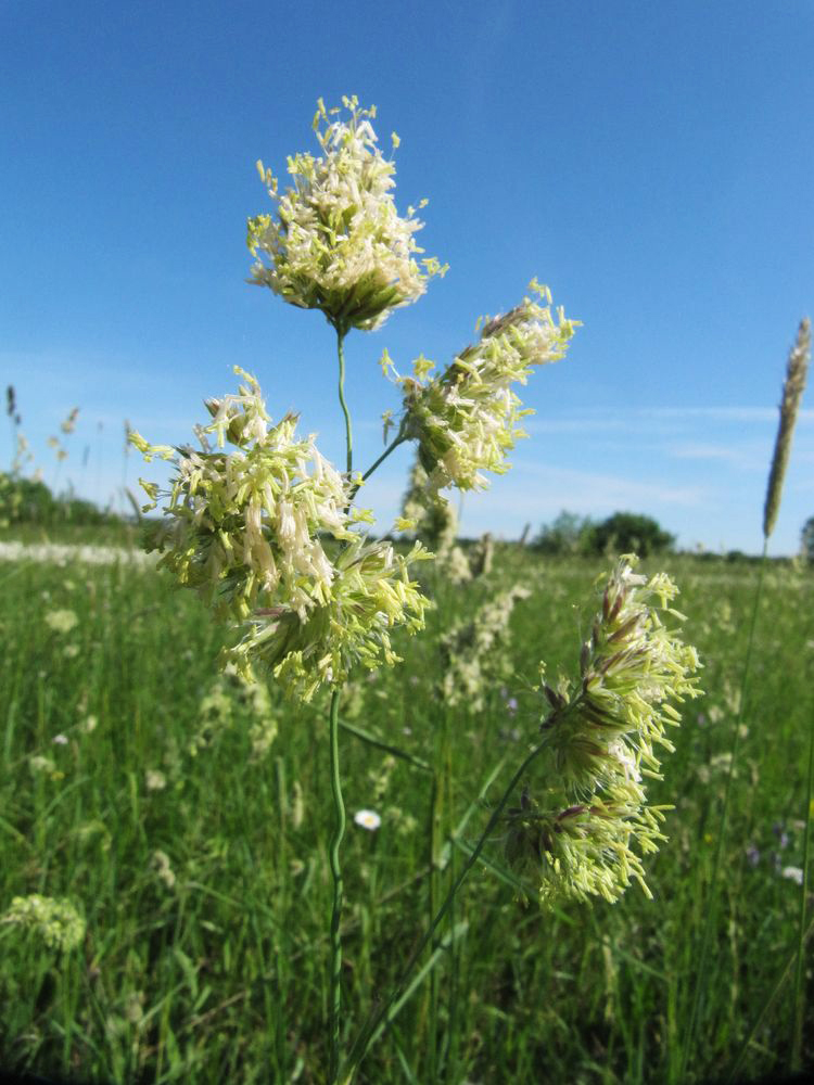 Image of Dactylis glomerata specimen.