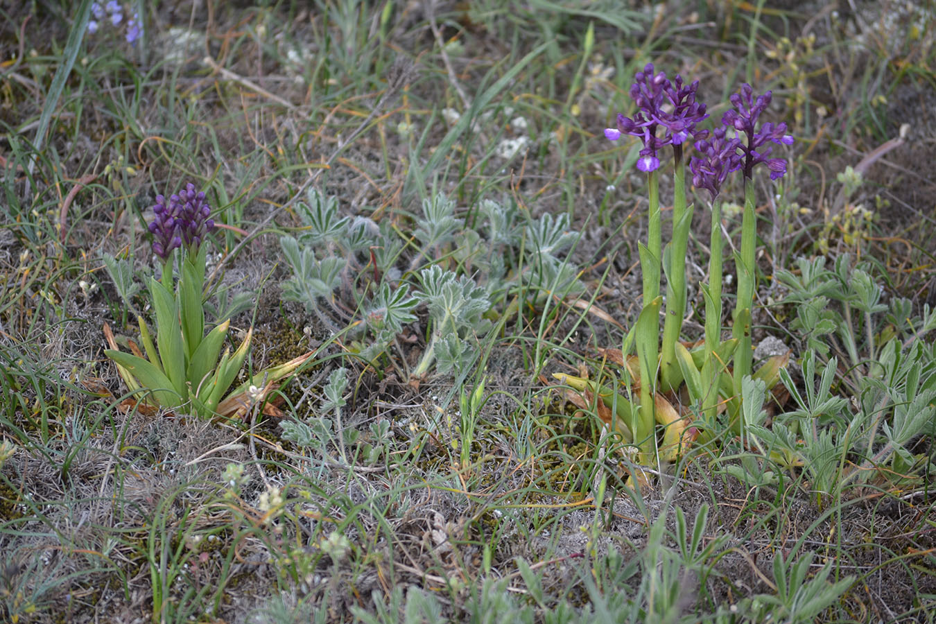 Изображение особи Anacamptis morio ssp. caucasica.