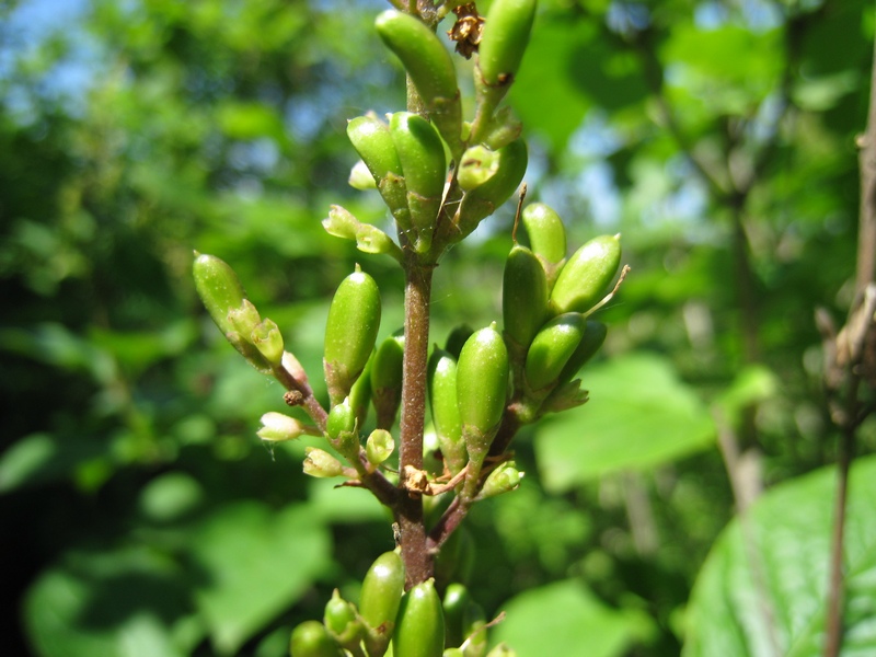 Image of Syringa josikaea specimen.