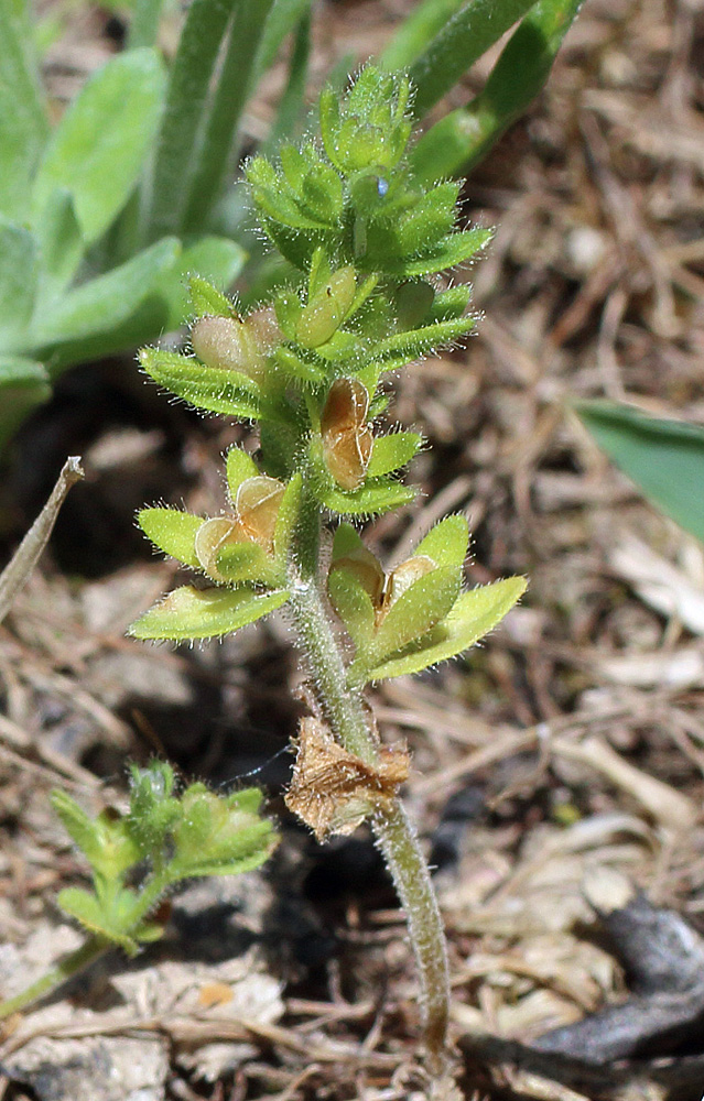 Image of Veronica arvensis specimen.