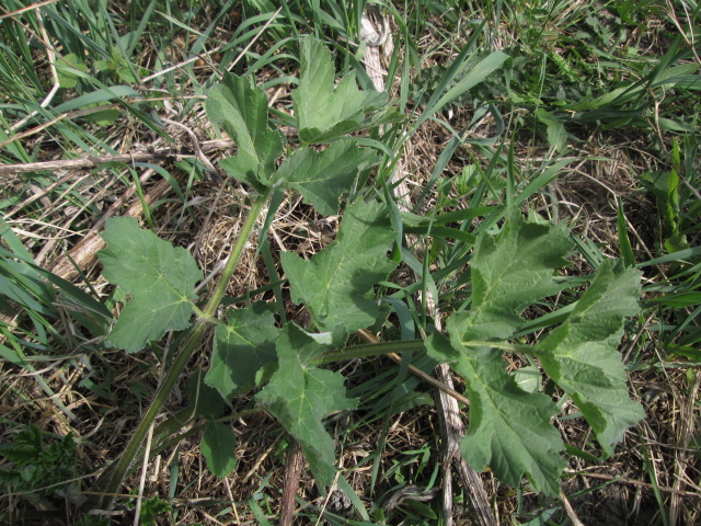 Image of Heracleum sibiricum specimen.