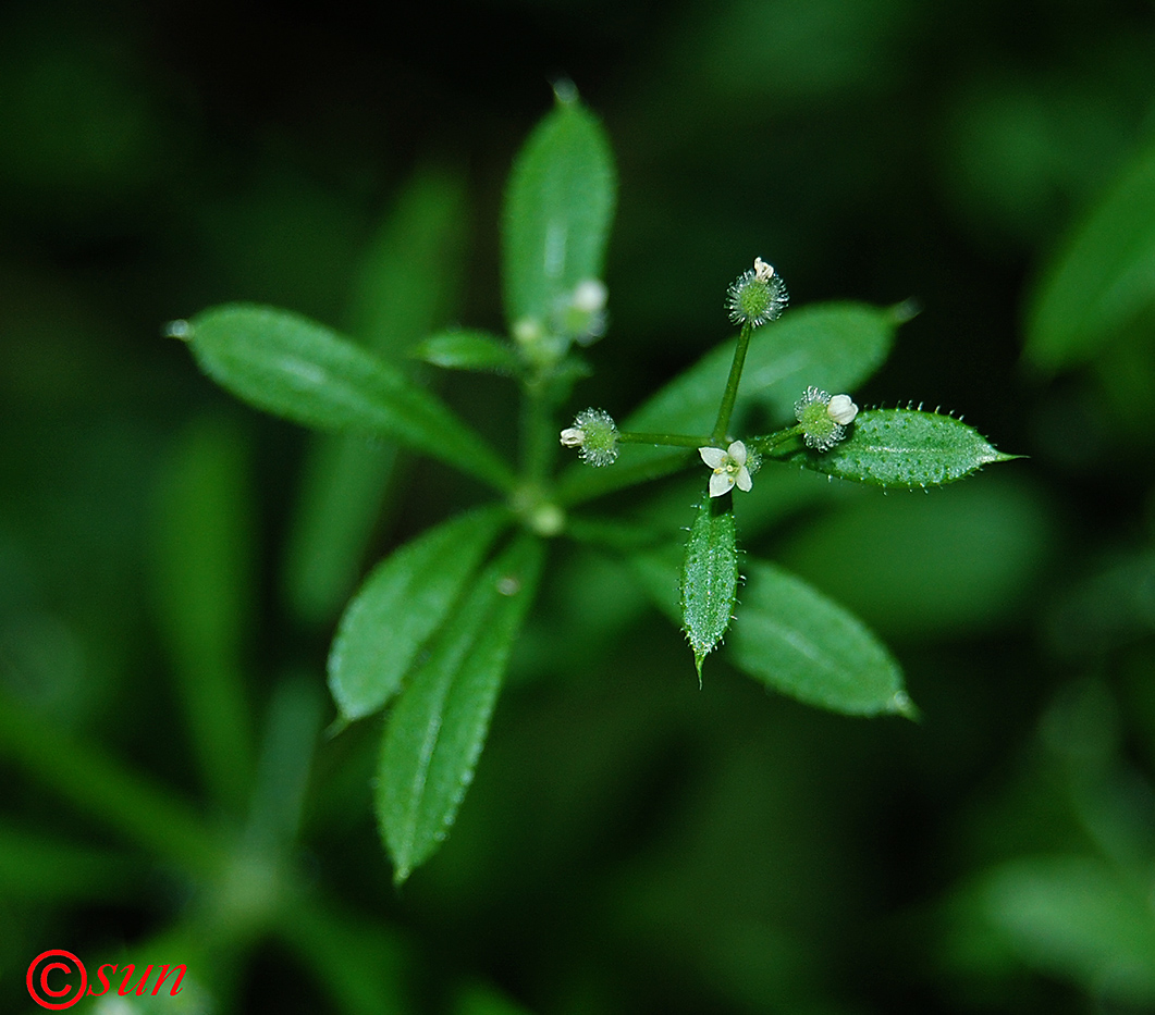 Изображение особи Galium aparine.