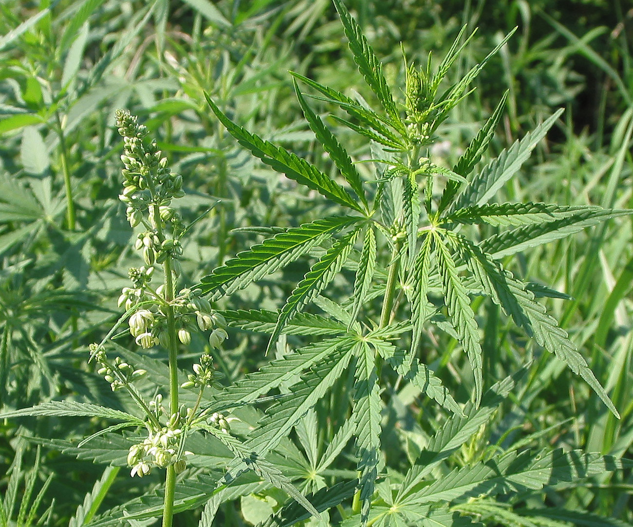 Image of Cannabis sativa var. spontanea specimen.