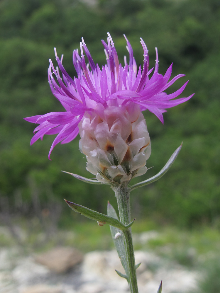 Image of Centaurea sarandinakiae specimen.