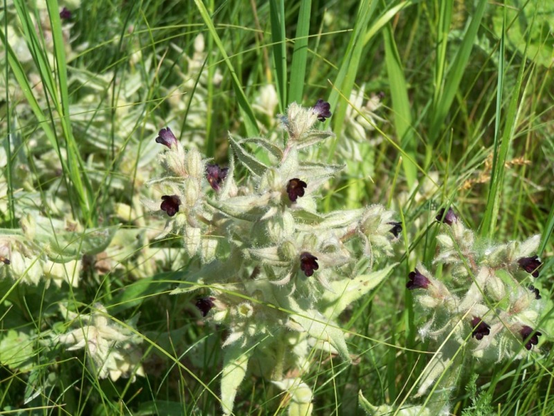 Image of Nonea rossica specimen.