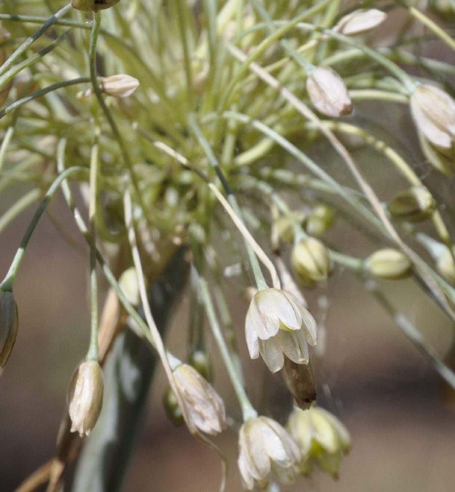 Image of genus Allium specimen.