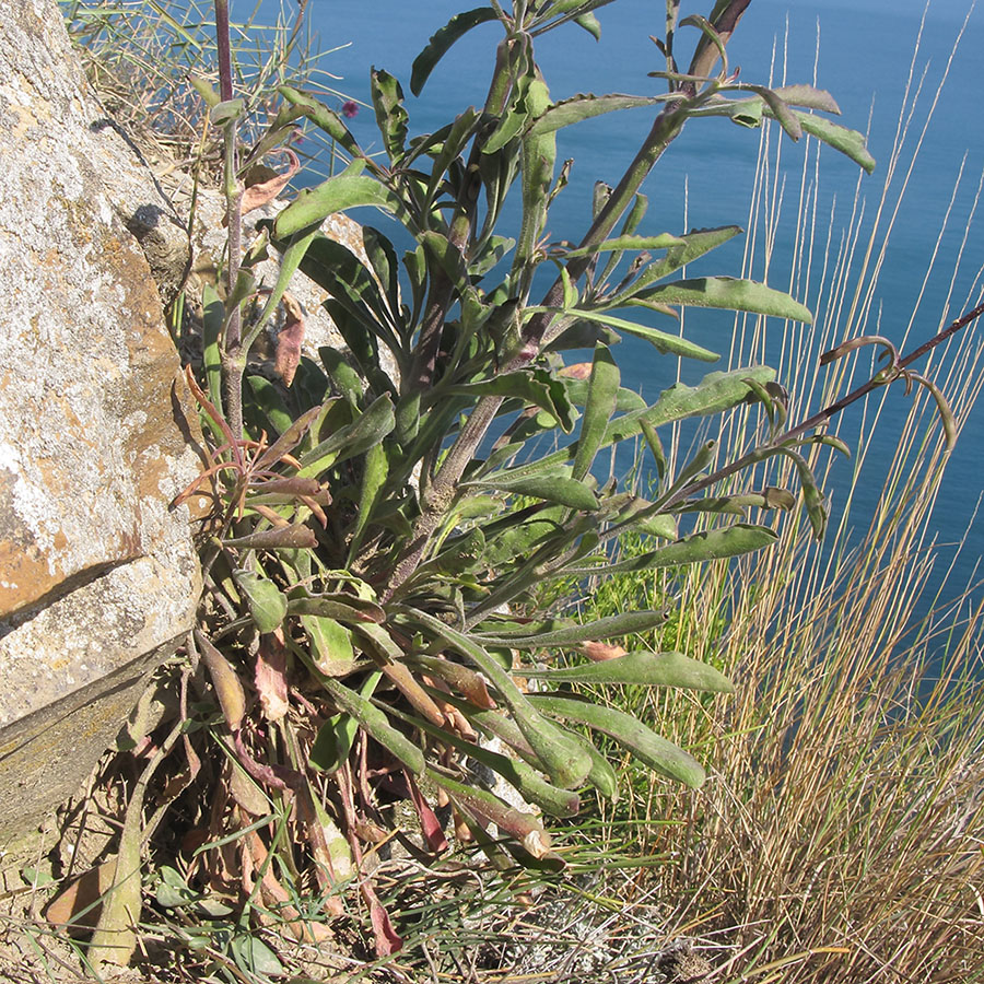 Image of Silene densiflora specimen.