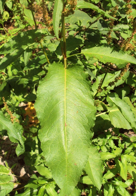 Изображение особи Rumex sylvestris.