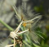 Tragopogon heterospermus