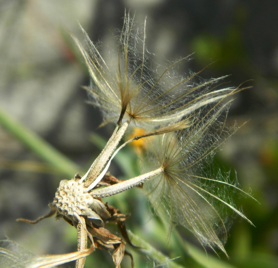 Изображение особи Tragopogon heterospermus.