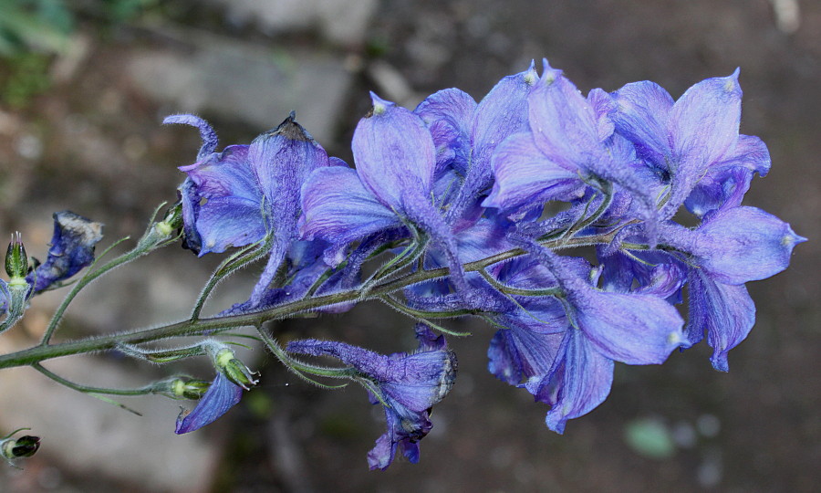 Изображение особи Delphinium ceratophorum.