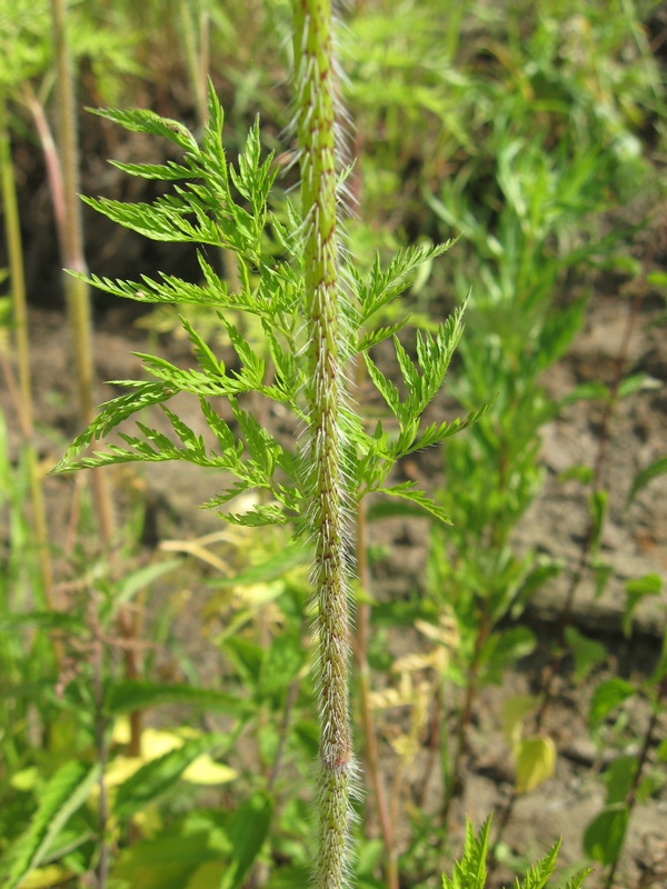 Image of Chaerophyllum prescottii specimen.