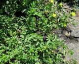 Potentilla supina ssp. paradoxa