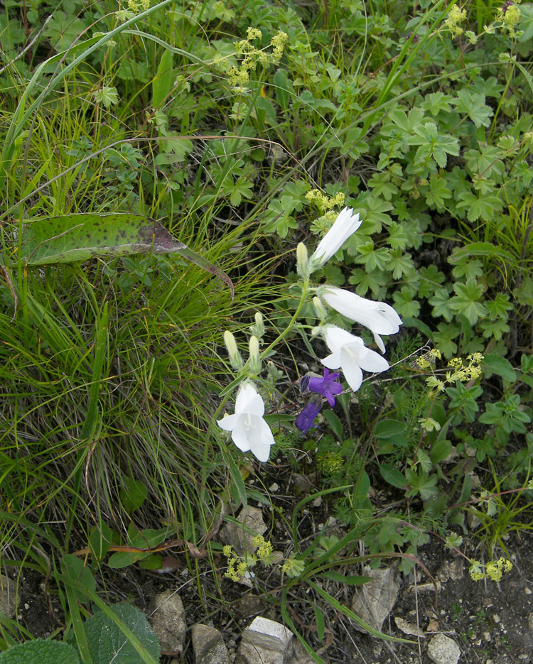 Image of Campanula praealta specimen.