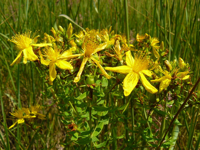 Image of Hypericum perforatum specimen.