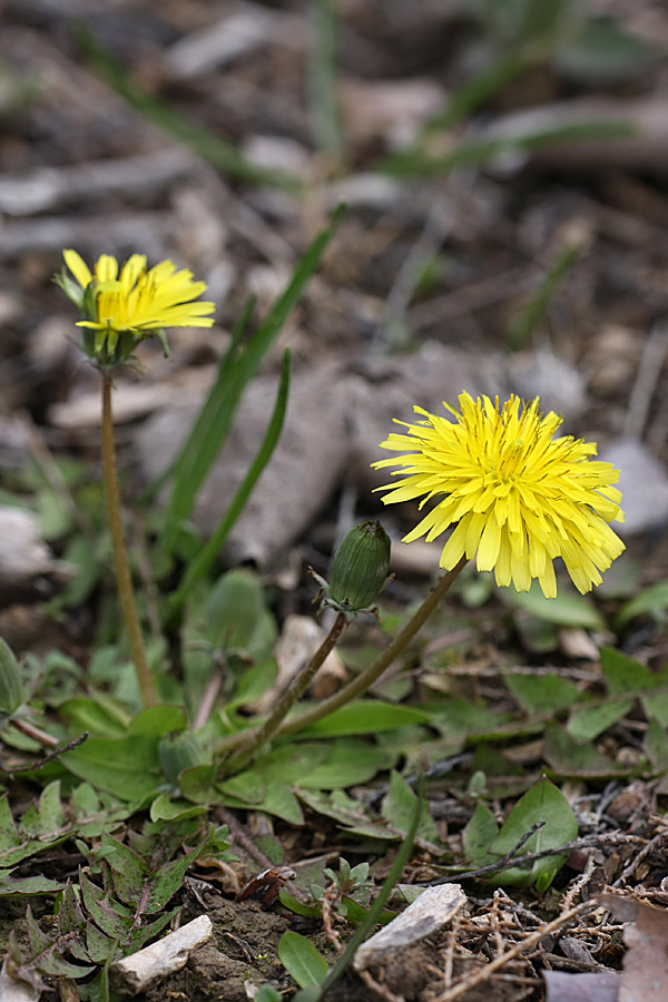 Image of genus Taraxacum specimen.